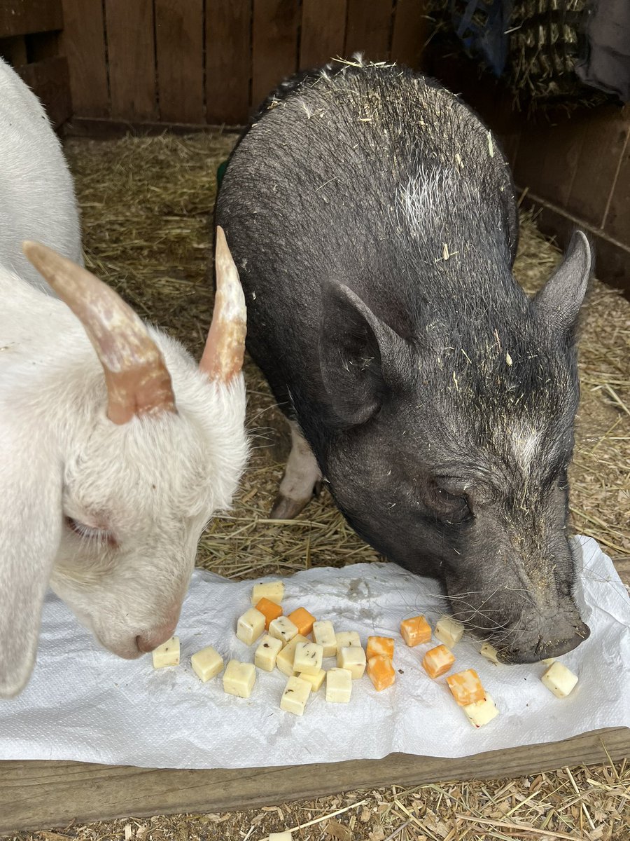 Karissa Kester tweet media