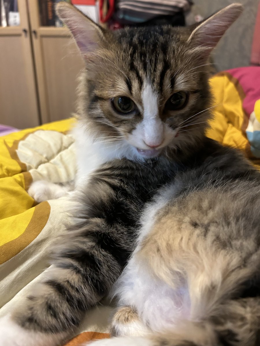 bebopingu's tweet image. bugüm çuk özel bi konukumus vardı bene ödül çubuğu verdi