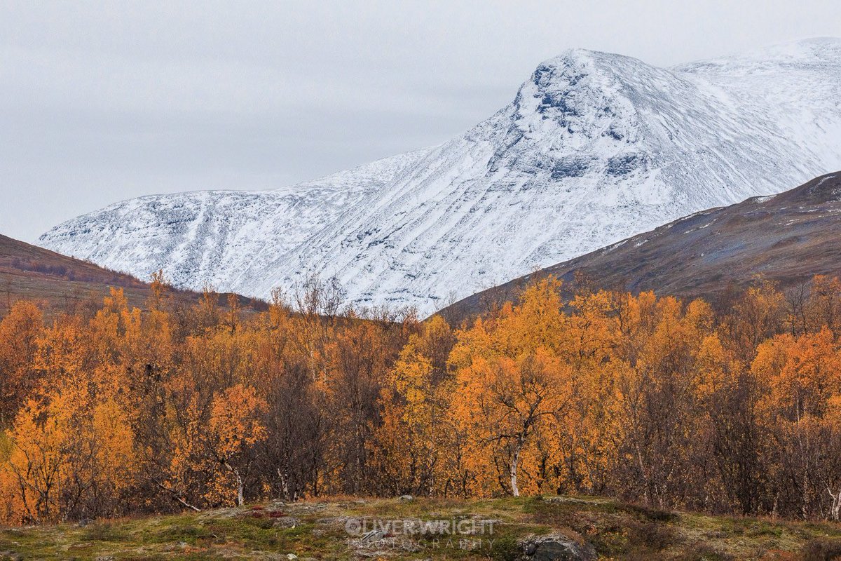 Just back down from a day hiking around Abisko still a lot of stunning colours left in some of the mountain birch trees which goes well with the snow covered mountains :-)