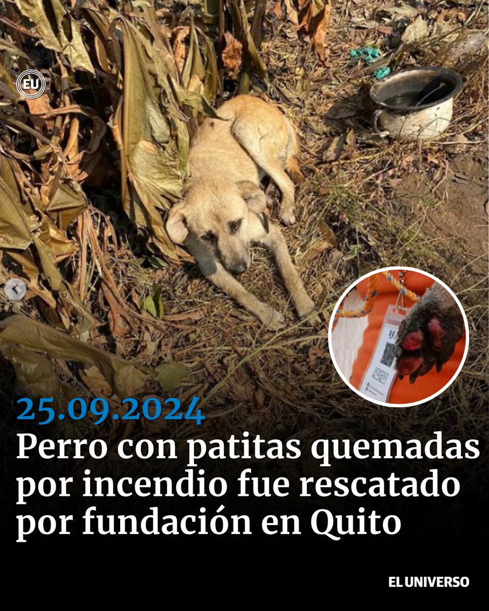 eluniversocom's tweet photo. #Quito | La mascota pertenece a María Sarango, ciudadana que perdió su casa y animales en incendio forestal de Guápulo. El perrito fue rescatado por la Fundación Lucky Bienestar Animal https://t.co/Z2T5QTv8vN https://t.co/gf00wpjWGp