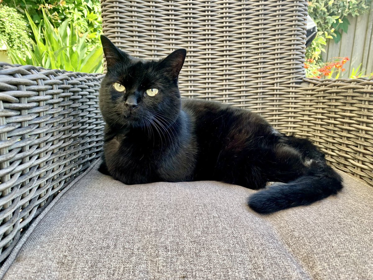Michael Nolan (@thebioniccat) on Twitter photo Today marks 15 years since Oscar had his accident and lost his rear paws and he’s still loving life! He wouldn’t still be here without the brilliance of Noel Fitzpatrick <a href="/ProfNoelFitz/">Noel Fitzpatrick</a> and all at <a href="/fitzpatrickref/">Fitzpatrick Referrals</a> and <a href="/NEWERAVET/">NEWERAVET</a> in Jersey, especially Peter Haworth! Today marks 15 years since Oscar had his accident and lost his rear paws and he’s still loving life! He wouldn’t still be here without the brilliance of Noel Fitzpatrick <a href="/ProfNoelFitz/">Noel Fitzpatrick</a> and all at <a href="/fitzpatrickref/">Fitzpatrick Referrals</a> and <a href="/NEWERAVET/">NEWERAVET</a> in Jersey, especially Peter Haworth!