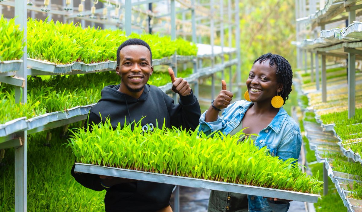 jcniyomugabo's tweet photo. Did you know that in Rwanda there is innovative farming called hydroponics fodder production?
It involves growing plants without soil for a short duration of 5-8 days.
Earlier today, I spent the whole morning in @GatsiboDistrict learning about the impact of @UNDP_Rwanda sustainable development projects in the @RwandaEast.
One of the amazing projects was animal feed production through a hydroponic system run by a Milk Collection Centre(MCC) in Rwimbogo Sector, Gatsibo District.
Read more here๐๐ผ
