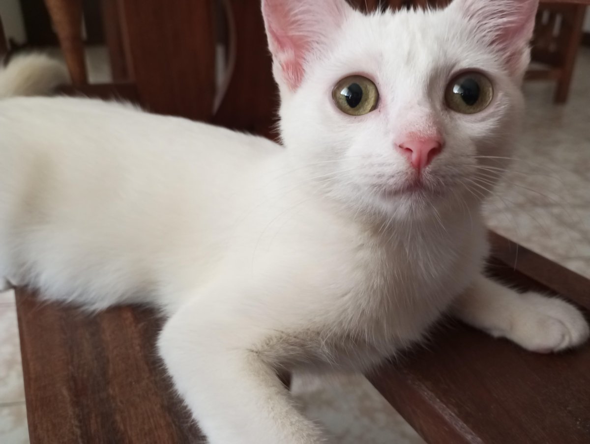 apoyocanino's tweet photo. Una seguidora nos cuenta que esta princesa está buscando un hogar responsable- En Caracas, tiene 4 meses y es una gatita muy noble, inteligente y sociable,que adora jugar y los cariños
Vamos a ayudarla a tener una Segunda Oportunidad
Contacto
04242743592
#JuntosSalvamosVidas https://t.co/SOPu3NbUBS