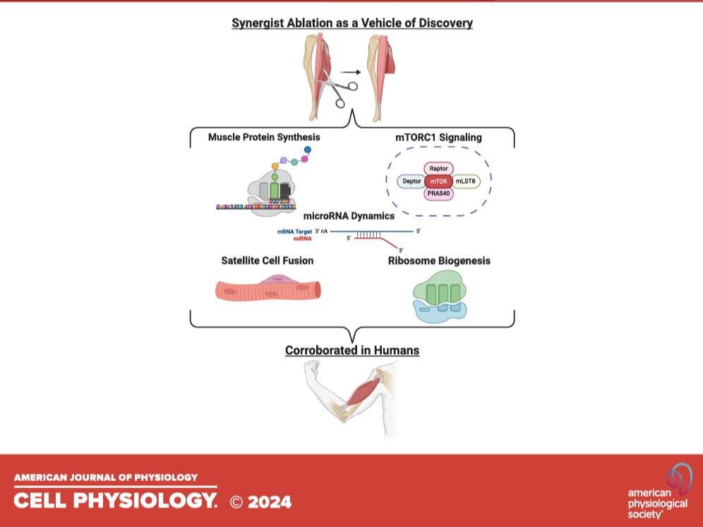 This article is not only a Landmark Review, an #ArticleinPress, but also #OpenAccess! The utility of the rodent synergist ablation model in identifying #molecular and cellular mechanisms of skeletal muscle hypertrophy (Benjamin Burke et al. <a href="/UKYMedicine/">University of Kentucky College of Medicine</a>):

ow.ly/qzsR50Tvtue