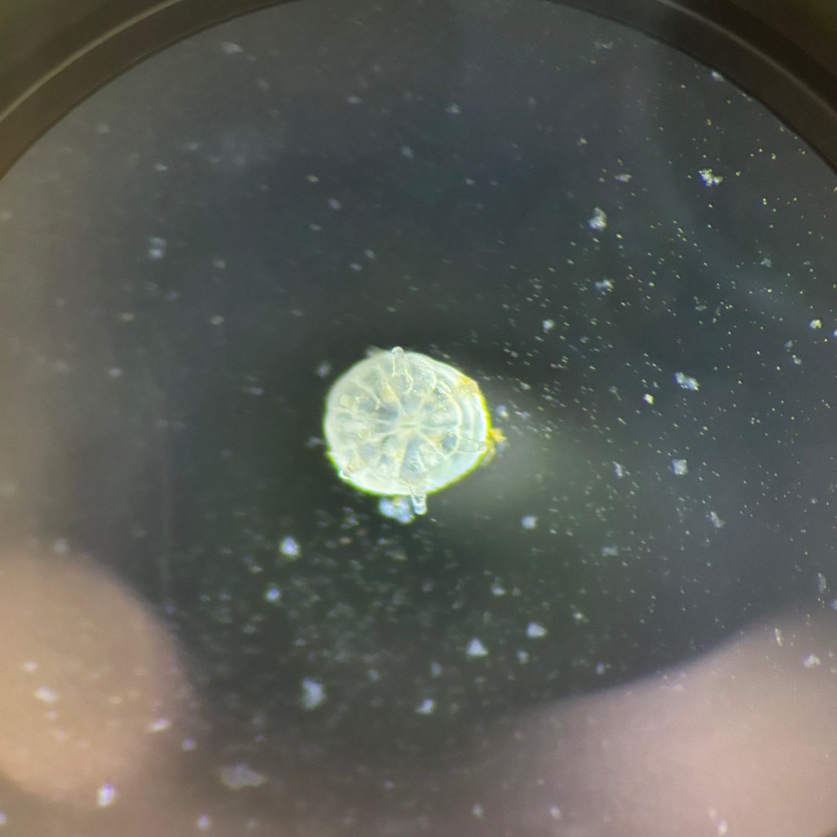 CoralReefFuture's tweet photo. Wow! Check out these coral babies in various stages of development🪸. You can see the progression from free swimming larvae, to newly settled early-stage coral!

The pictures and timelapse are Colpophyllia natans (Boulder Brain Coral) larvae and settlers being used in a hydrogel experiment by PhD student @katherinehardyy 👩‍🔬. The ones shown in the pictures are from the control group, and they are living in filtered seawater while being dosed with algal symbiont cultures and a settlement inducing proteobacterial compound.

The timelapse is of Colpophyllia natans larvae that are at different stages of metamorphosis. They are swimming around a well that is filled with filtered seawater, hydrogel, algal symbiont cultures and a settlement inducing proteobacterial compound.

The video is especially cool because it shows metamorphosis in action!

Credit: Written and shot by @katherinehardyy.
@MiamiRosenstiel