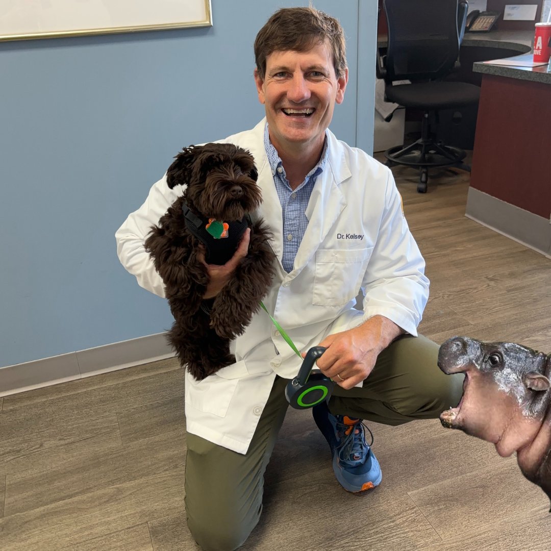 kelseycanine's tweet photo. Moo Deng!!! Don't bite Dr. Kelsey!!! https://t.co/jnzm6AukKb
