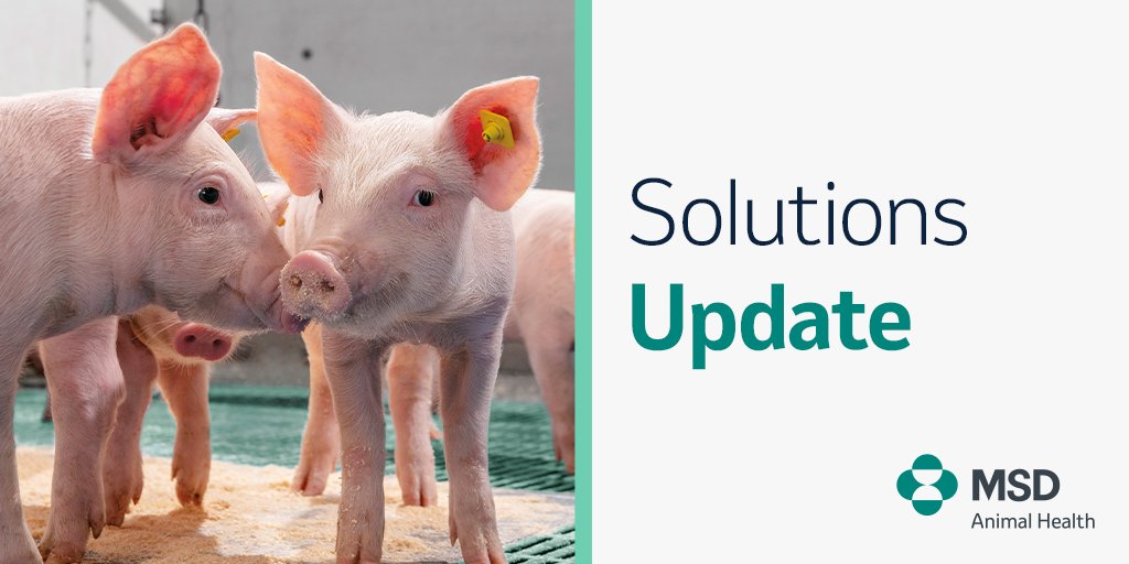 We’re proud to announce the EU approval of our latest swine solution; a ready-to-use intradermal vaccine that offers protection against two of the most common swine pathogens. Learn more: bit.ly/47IguEg