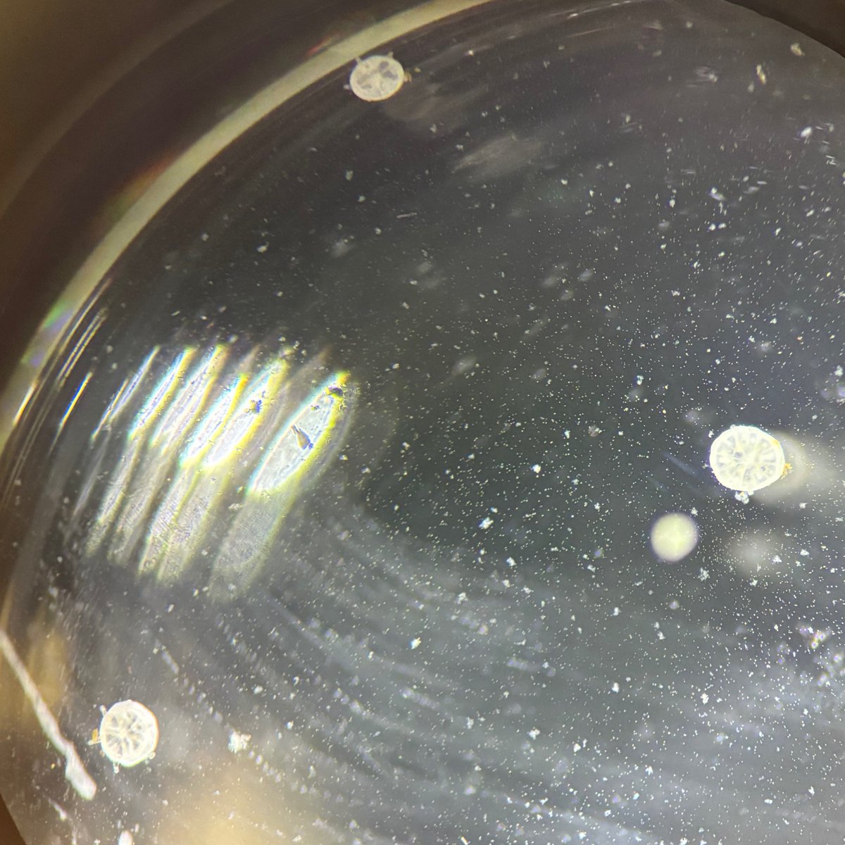 CoralReefFuture's tweet photo. Wow! Check out these coral babies in various stages of development🪸. You can see the progression from free swimming larvae, to newly settled early-stage coral!

The pictures and timelapse are Colpophyllia natans (Boulder Brain Coral) larvae and settlers being used in a hydrogel experiment by PhD student @katherinehardyy 👩‍🔬. The ones shown in the pictures are from the control group, and they are living in filtered seawater while being dosed with algal symbiont cultures and a settlement inducing proteobacterial compound.

The timelapse is of Colpophyllia natans larvae that are at different stages of metamorphosis. They are swimming around a well that is filled with filtered seawater, hydrogel, algal symbiont cultures and a settlement inducing proteobacterial compound.

The video is especially cool because it shows metamorphosis in action!

Credit: Written and shot by @katherinehardyy.
@MiamiRosenstiel