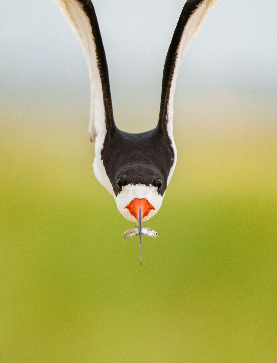 Bird Photographer of the Year 2025 is now open for entries with an EARLY BIRD promotion - as well as discounted entry, all Early Birds will be entered into a draw to win a full set of our collection books. 

Enter now!

📷️ - Marie Read, Birds in Flight 2023 Highly Commended