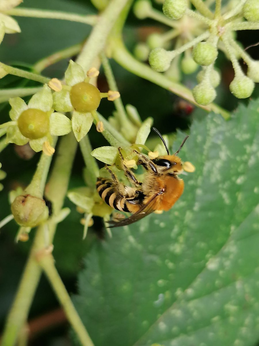 Réseau Biodiversité pour les Abeilles (RBA) tweet media