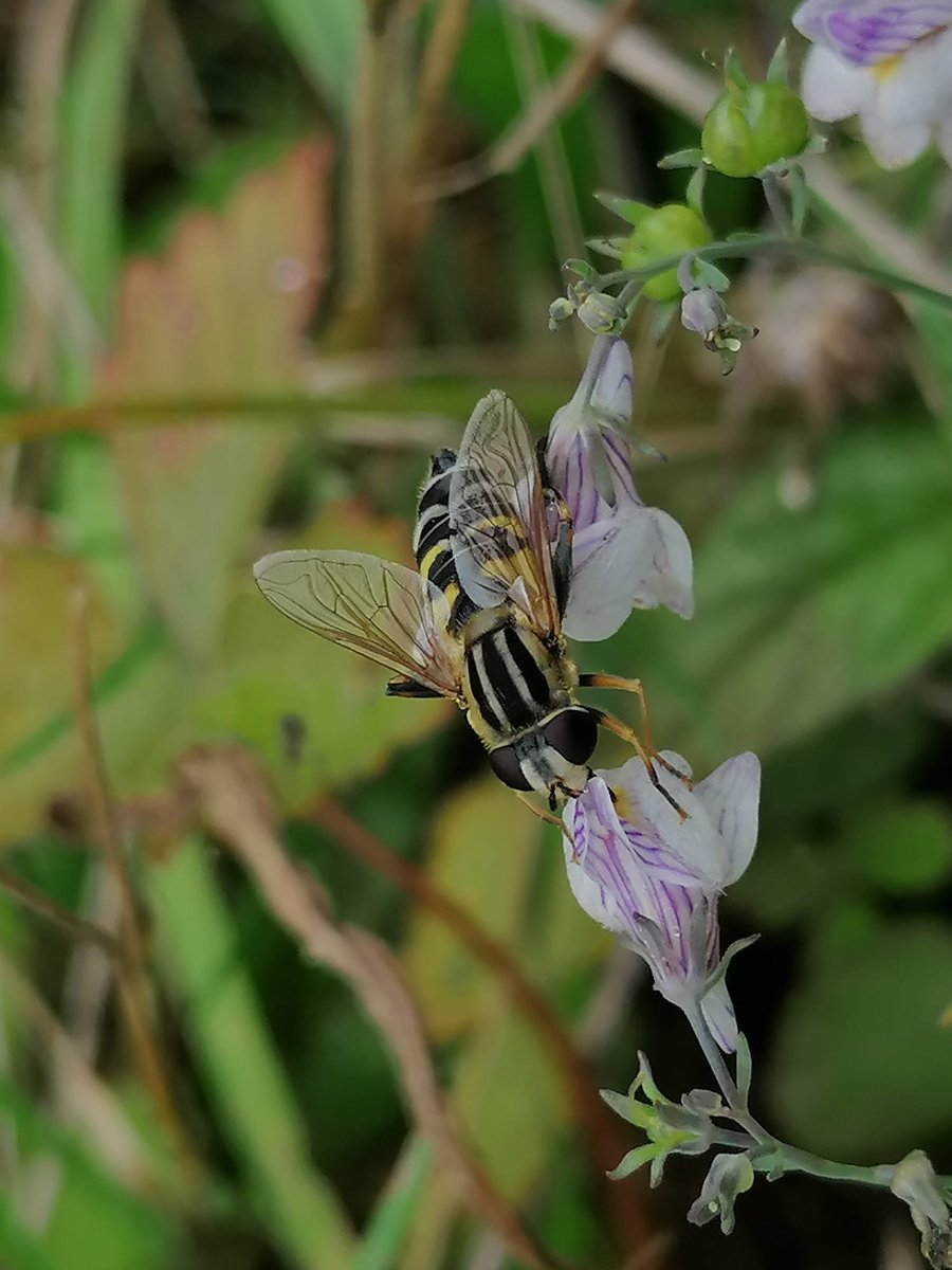 Réseau Biodiversité pour les Abeilles (RBA) tweet media