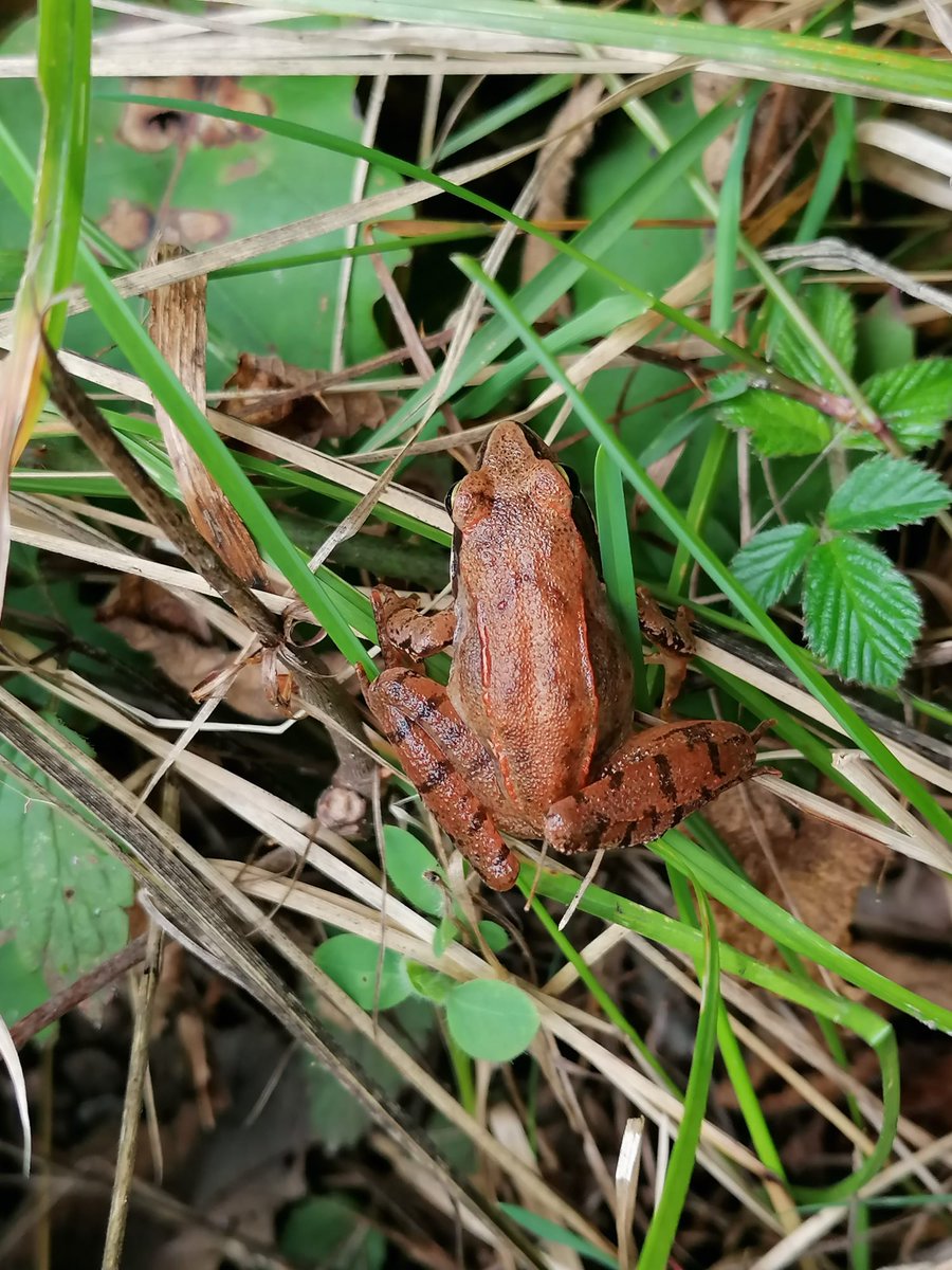 Réseau Biodiversité pour les Abeilles (RBA) tweet media