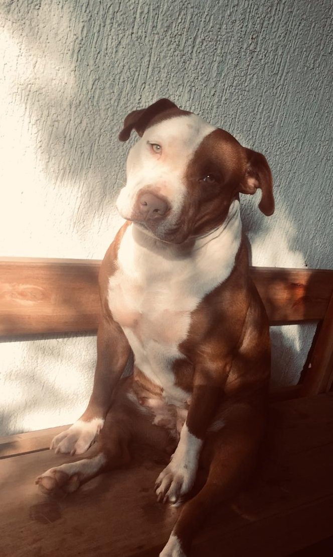 Nani👁 tweet media