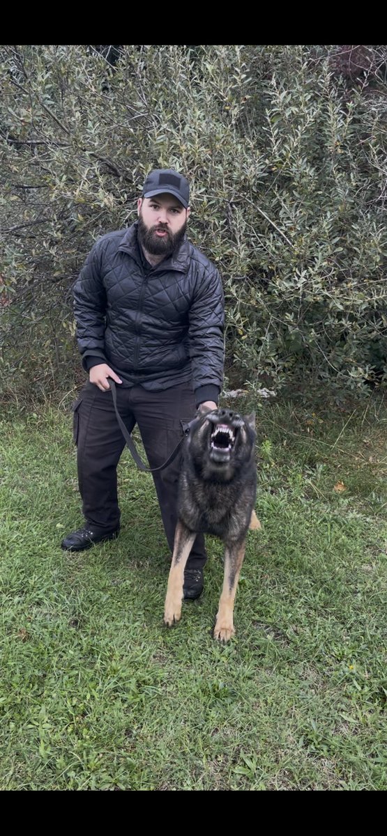 Congratulations to GPD Ursus and his handler on passing thier initial course and licensing to an excellent  standard today at <a href="/hmpbelmarsh/">@HMPBelmarsh</a> Ursus was supplied to us by our good friends at <a href="/K9_Core/">Hundenkraft @ K9 Core</a>. All I can say is “what a dog”! 👏👏👏 #HMPPS #MOJ #workingdog