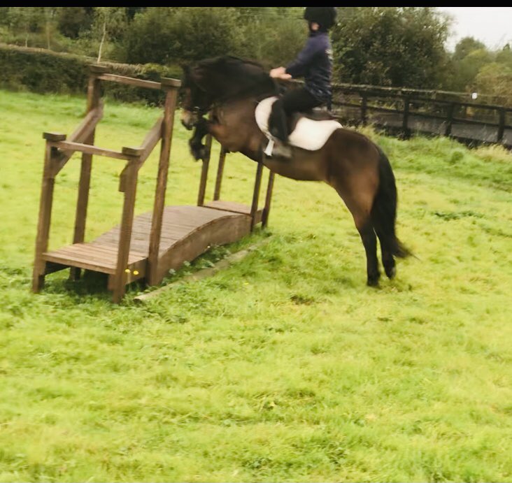 Sedbergh Prep Riding tweet media