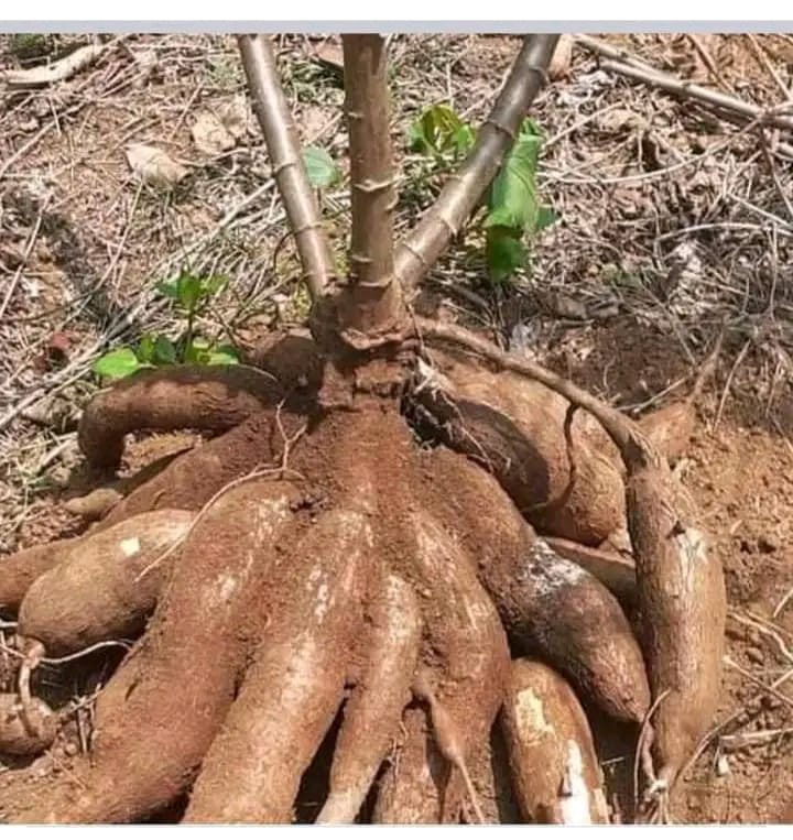 shadrack_ch's tweet photo. Power of super gro fertilizer https://t.co/WyD3G7h0qk