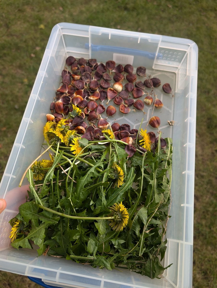 YH_SmallHolding's tweet image. A very busy outdoor explorers club this afternoon with #YorkHouseReception. Firstly we foraged for dandelions and chestnuts for the animals, then quietly visited the hedgehogs and finally had their first time in with the chickens and rabbit @YorkHouseSch #smallholding