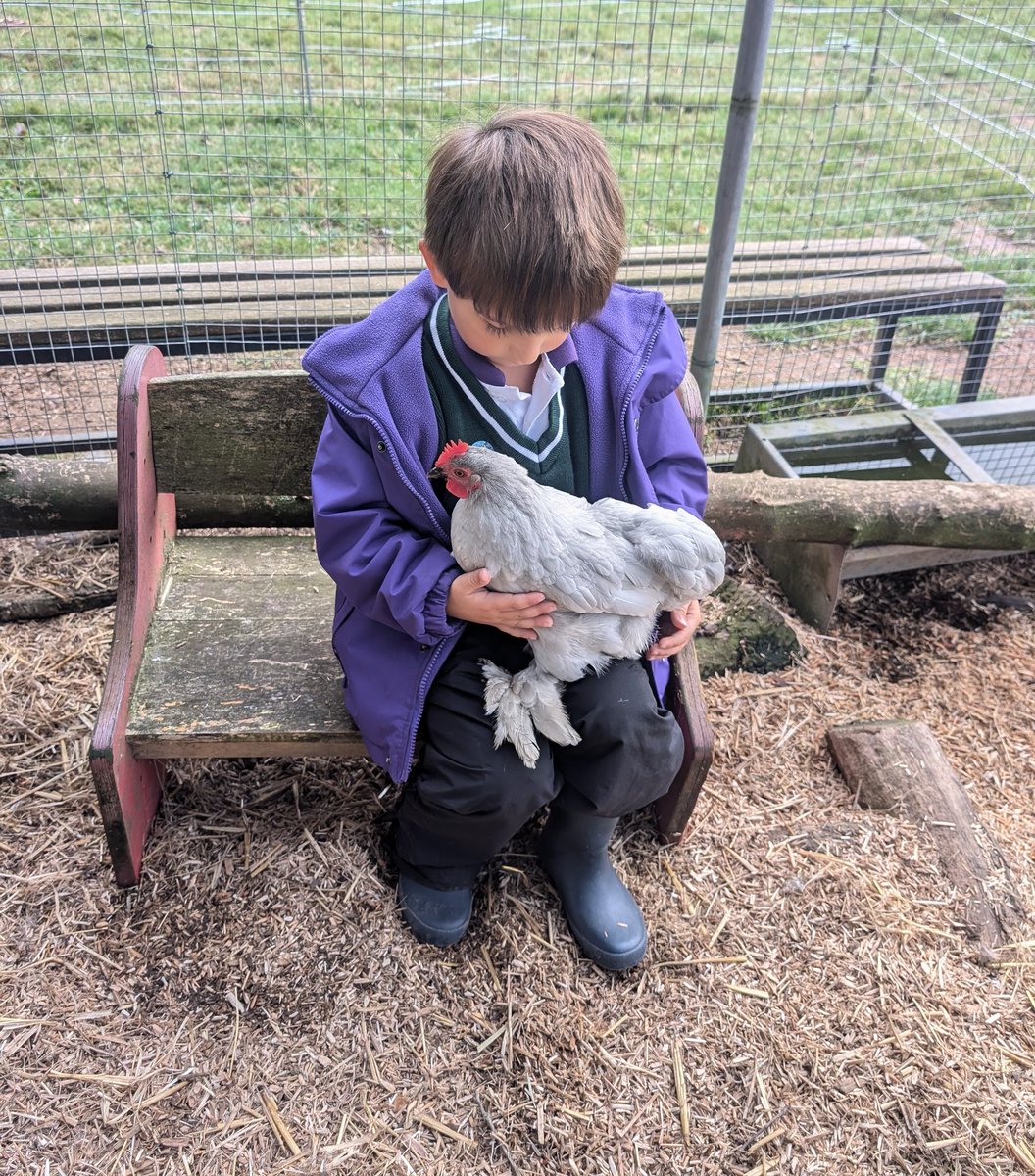 YH_SmallHolding's tweet image. A very busy outdoor explorers club this afternoon with #YorkHouseReception. Firstly we foraged for dandelions and chestnuts for the animals, then quietly visited the hedgehogs and finally had their first time in with the chickens and rabbit @YorkHouseSch #smallholding