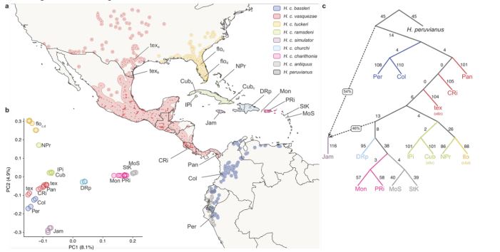 Ancient inversion polymorphisms are locally adaptive in a widespread butterfly species biorxiv.org/content/10.110…