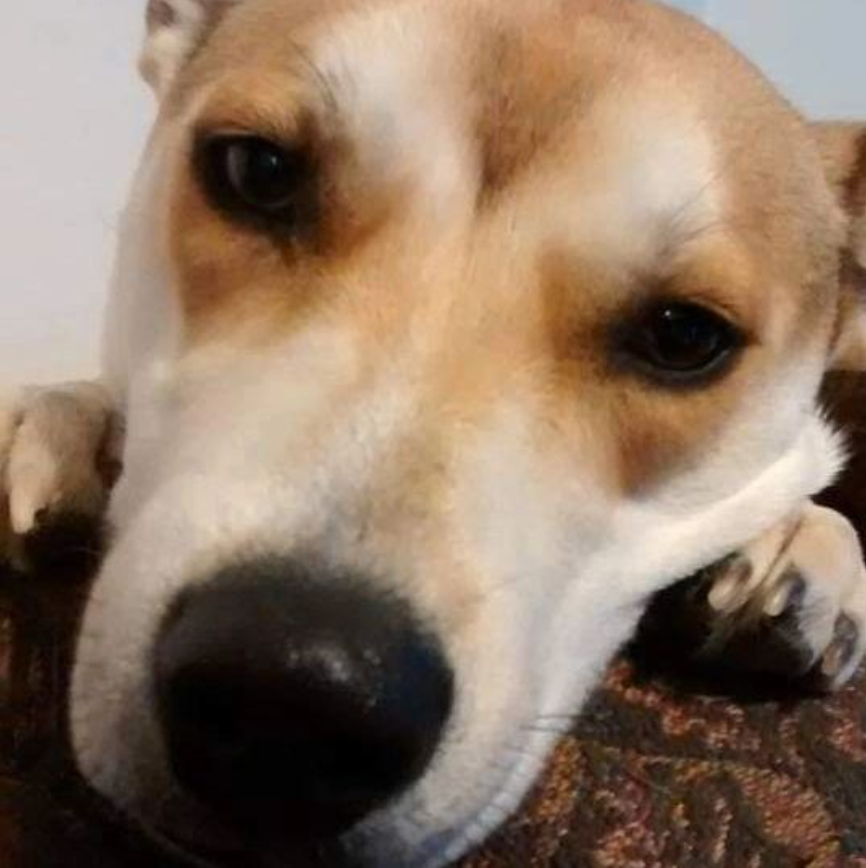 ZenBatman's tweet photo. @kroger This is Bane. She is obsessed with LuvSome dog treats. All of the nearby stores stopped carrying them. Please bring them back! She would really LuvSome more! https://t.co/uT9O1so0zw