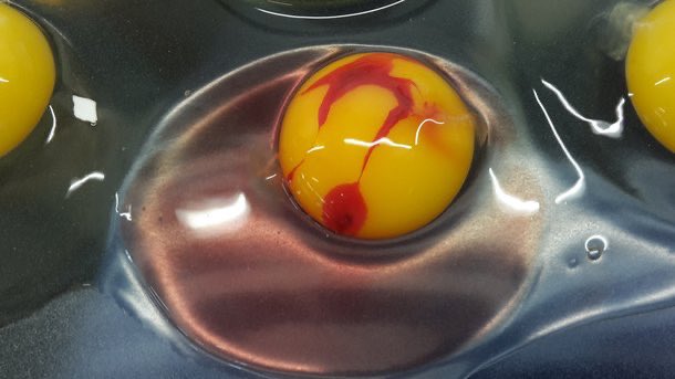 PoultryKsa's tweet photo. (بقعة الدم في بيض الدجاج.

لماذا تتشكل هذه البقع ??!!

يؤدي ظهور بقع الدم واللحوم في البيض إلى انخفاض جودته لأن المستهلك لا يفضل هذه البيض. عادة ما يتم تقدير هاتين الصفتين عن طريق حساب النسبة المئوية لظهورهما في البيض. https://t.co/pfpzQENRmt