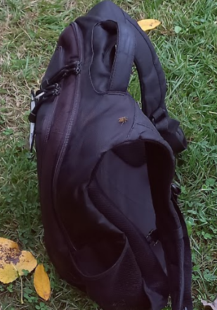 Neco The Sergal tweet media