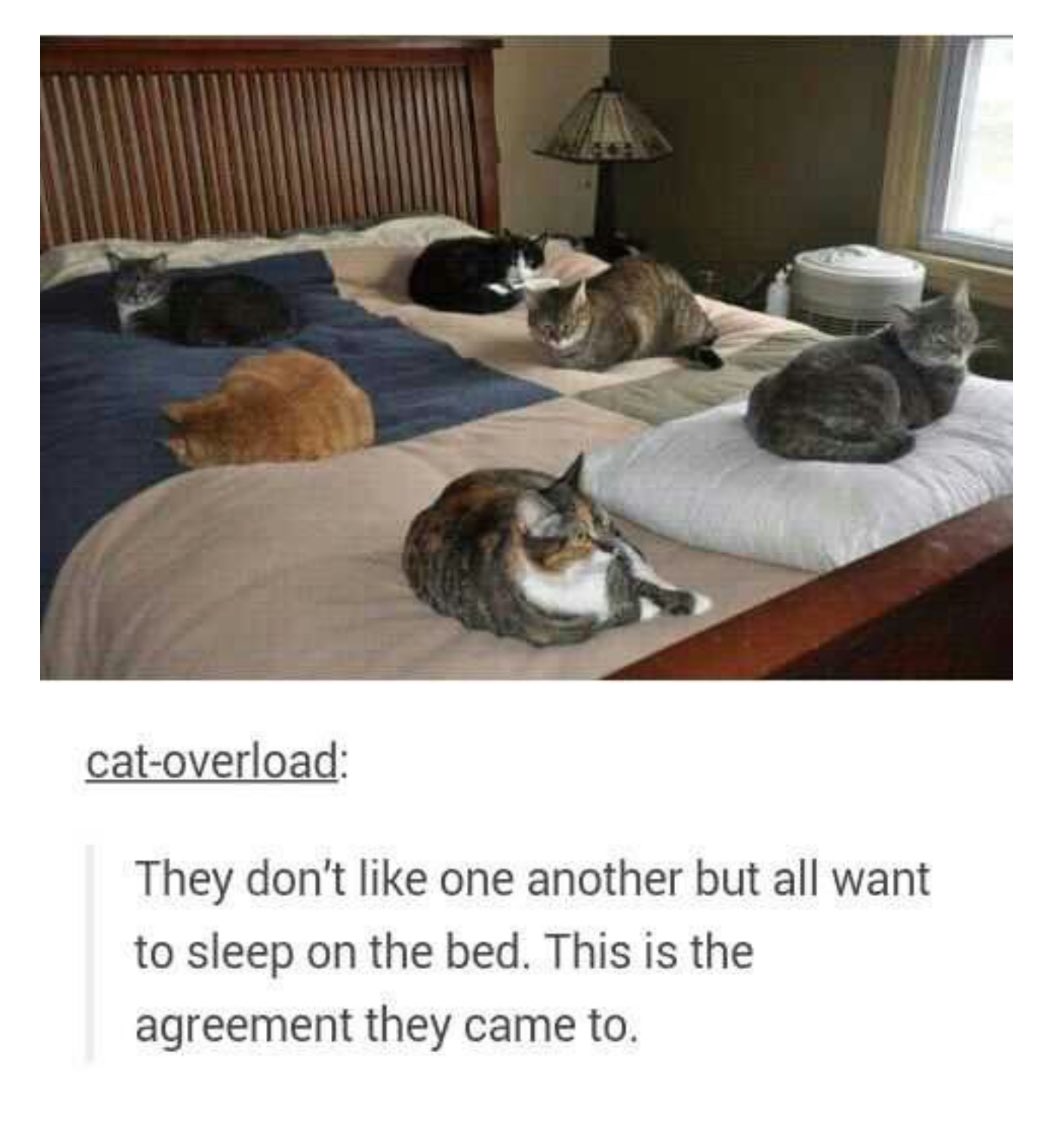 six cats sitting apart on a bed. the caption says “they don’t like one another but all want to sleep on the bed. this is the agreement they came to.”