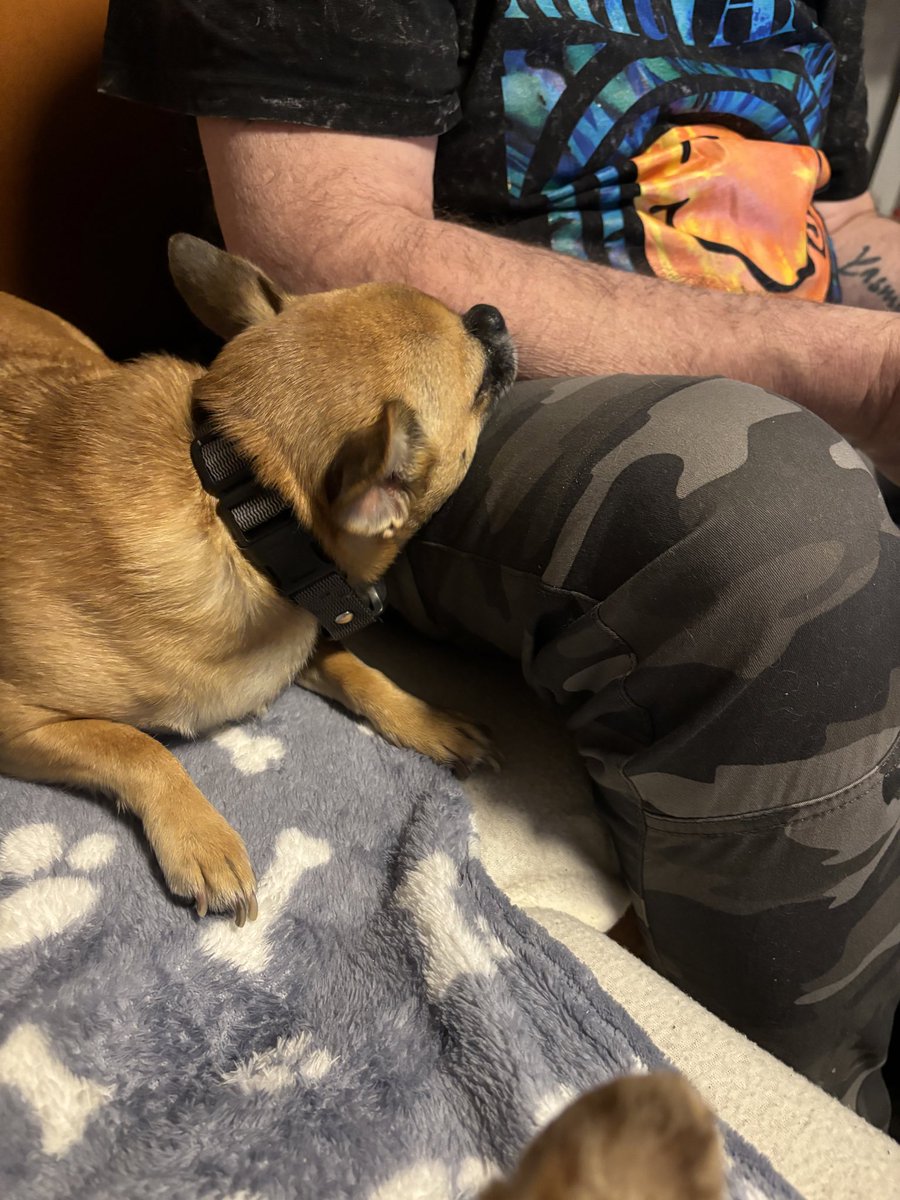 Auf dem Schoß vom Hundeschänderpapa ist es am schönsten, wenn ich an meine Hermine denke. #twitterrudel