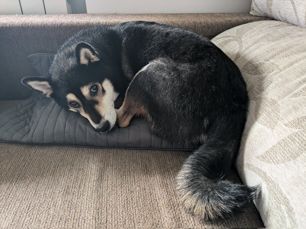 bigtower25's tweet photo. Midna ha dado como 10 vueltas sobre el cojín hasta que ha encontrado la posición perfecta https://t.co/4LEDnKW2oz