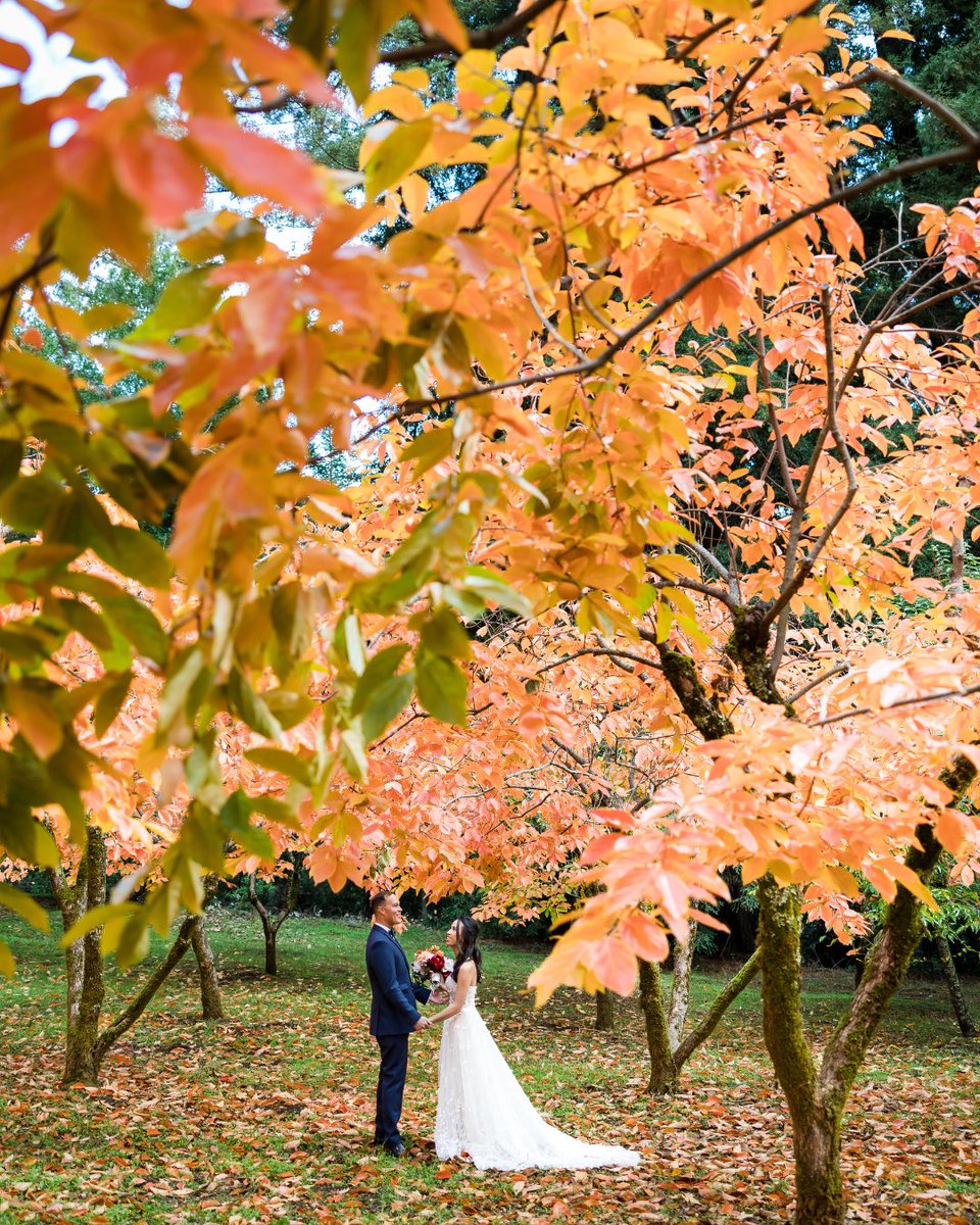 insbystudio's tweet photo. Just ‘cause #fallseason is here, and it makes everything so dreamy. 🍂🧡

Golden leaves, orange hues, and love in the air! Fall weddings bring all the cozy vibes. 🍁✨
#fallweddings #fallseason #californiafallweddings #fallweddinginspo #norcalweddings #californiaweddings https://t.co/T2lYL1HLFK