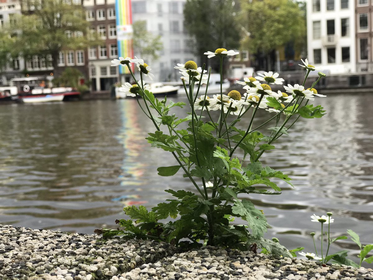 Maurice Backerra tweet media