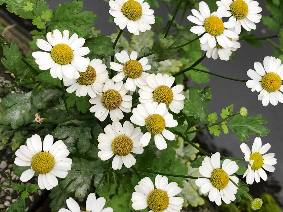 Maurice Backerra tweet media