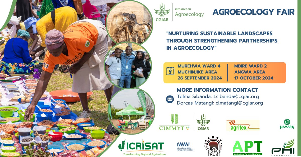 CraigMuraz's tweet photo. With a day left to the @CIMMYT initiated @CGIAR #AgroecologyInitiative #AgroecologyFair2024 organized in partnership with @AgritexS Join us tomorrow in Murehwa Ward 4 to witness the power of partnerships in nurturing sustainable landscapes in Agroecology. #OneCGIAR #Agroecology https://t.co/yaUXAfbJqn