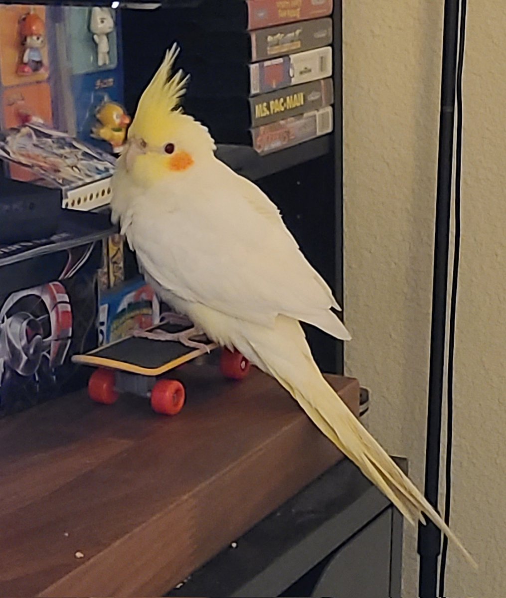 Merdyburd's tweet image. Overall, the baby is probably cooler than all of us. Yohji is a sk8ter burd. 
@Swizzilous