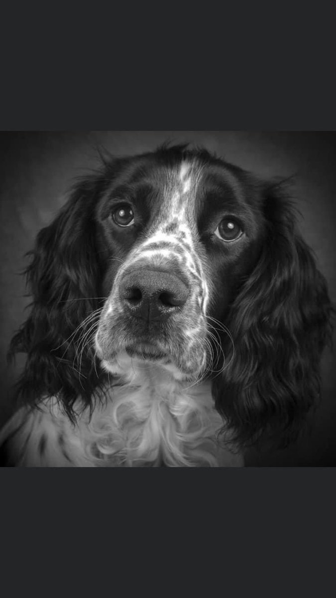 rosiedoc666's tweet image. #SpanielHour 

DIGBY still not home 
TWELVE YEARS OLD 
15/3/23 #Banham #Norfolk #NR16 

Family need to know HAVE YOU FOUND AND KEPT THEIR BOY??? 

Chipped&amp;amp;neutered 

doglost.co.uk/dog-blog.php?d…

@NorfolkNews @JacquiSaid @LindaFu73078079 @juliagarland73 @RachaelB100 @BitofDecorum