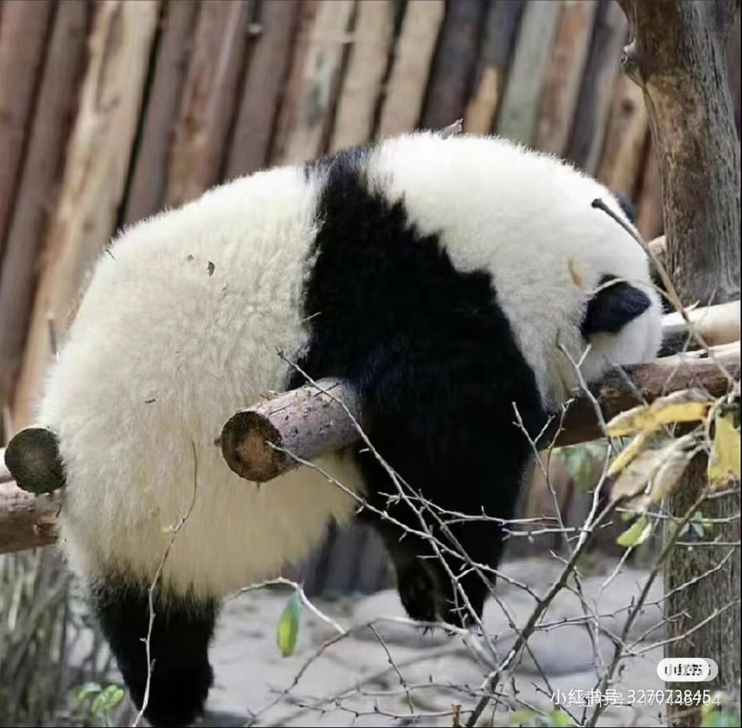 PandaImina's tweet photo. ชีวิตของฮวาฮวาช่างชิลเหลือเกิน🥹 https://t.co/TYx7GLiQ3C