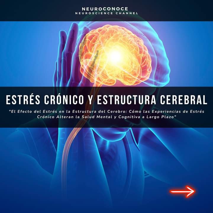 RebolledaGil's tweet photo. El estrés es una respuesta biológica esencial para la supervivencia, pero cuando se experimenta de manera crónica, puede generar efectos negativos en la estructura y función del cerebro. Uno de los principales afectados es el hipocampo, una región clave para la memoria y el 👇 https://t.co/Xz4oYR2YrI