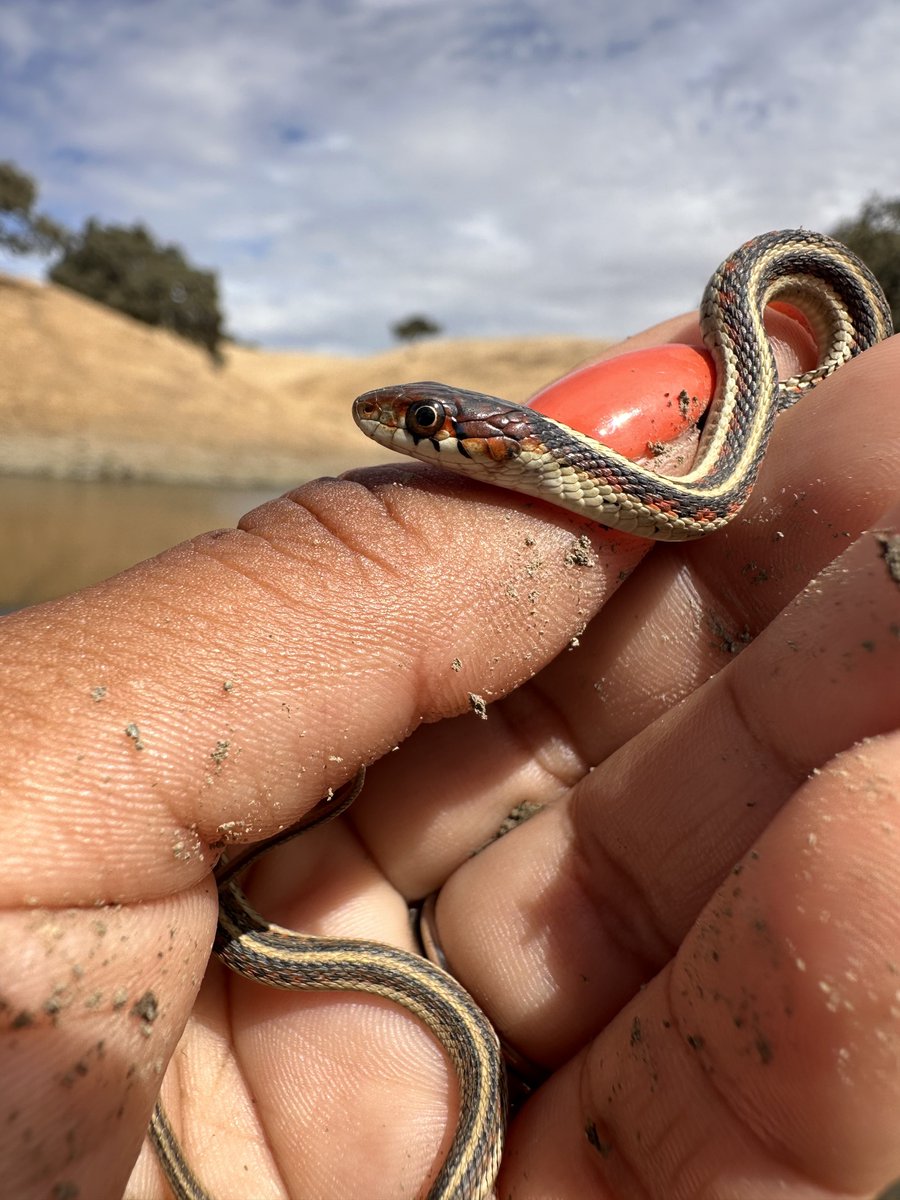 Haven’t been on this account in a while, but it’s b/c I’ve been busy during my first year as a consulting wildlife biologist/botanist &amp; it’s been incredible! Plenty of beautiful sights and wildlife (All species handled with appropriate permits and protocols).