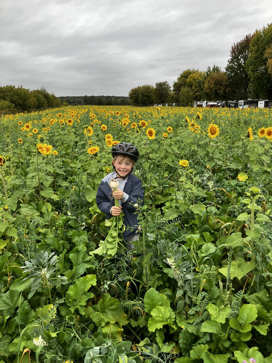 Culture de couverture semé 20 juillet après blé d’automne
