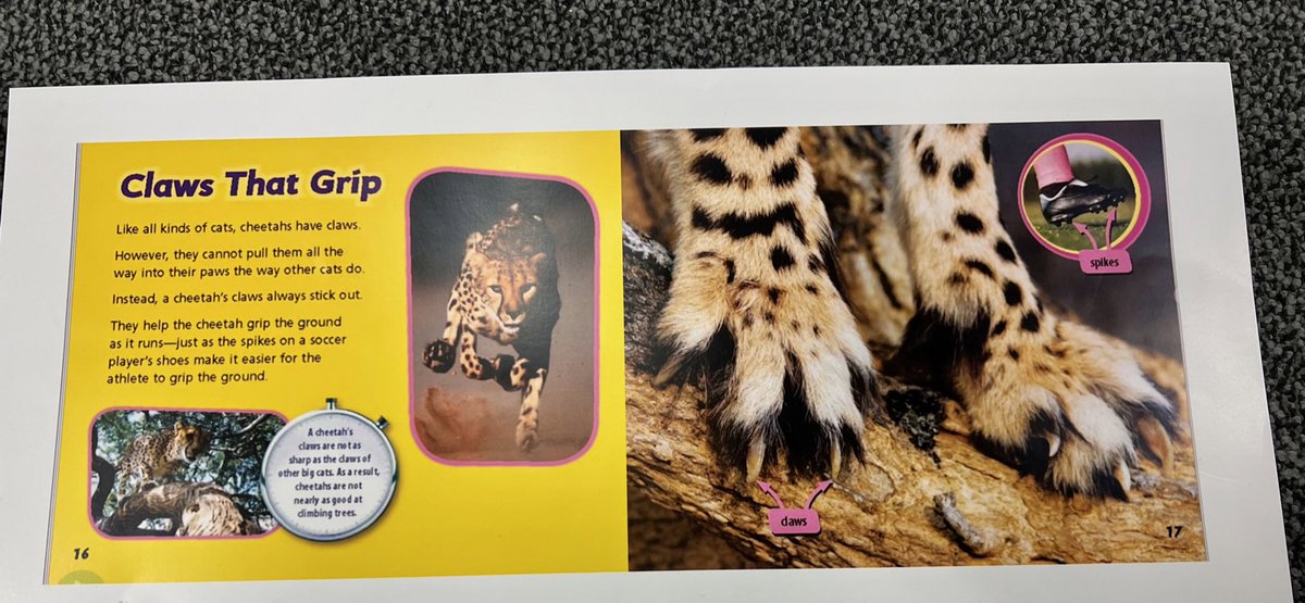 Emmalee Toland tweet media