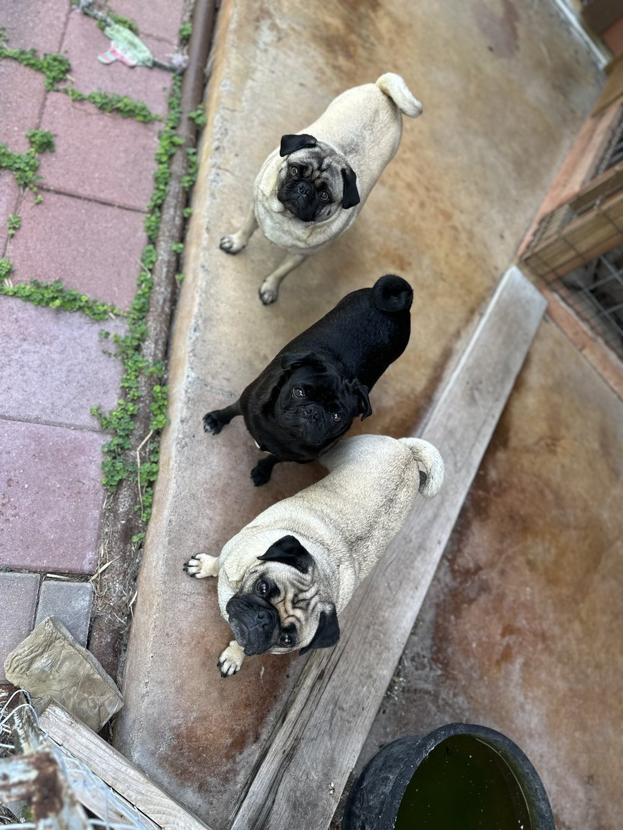 MrsGrayMarlin2's tweet photo. @ScribblePug @mommasboymushu Hey y’all! #WyleeThePug #HowdeeThePug #PenelopeeThePug #LuceeThePug #BaloneeTheCat #SalameeTheCat and Dad @Texas_Gray_MRLN here from south TX! 🤠 https://t.co/EgBbJGNS2U