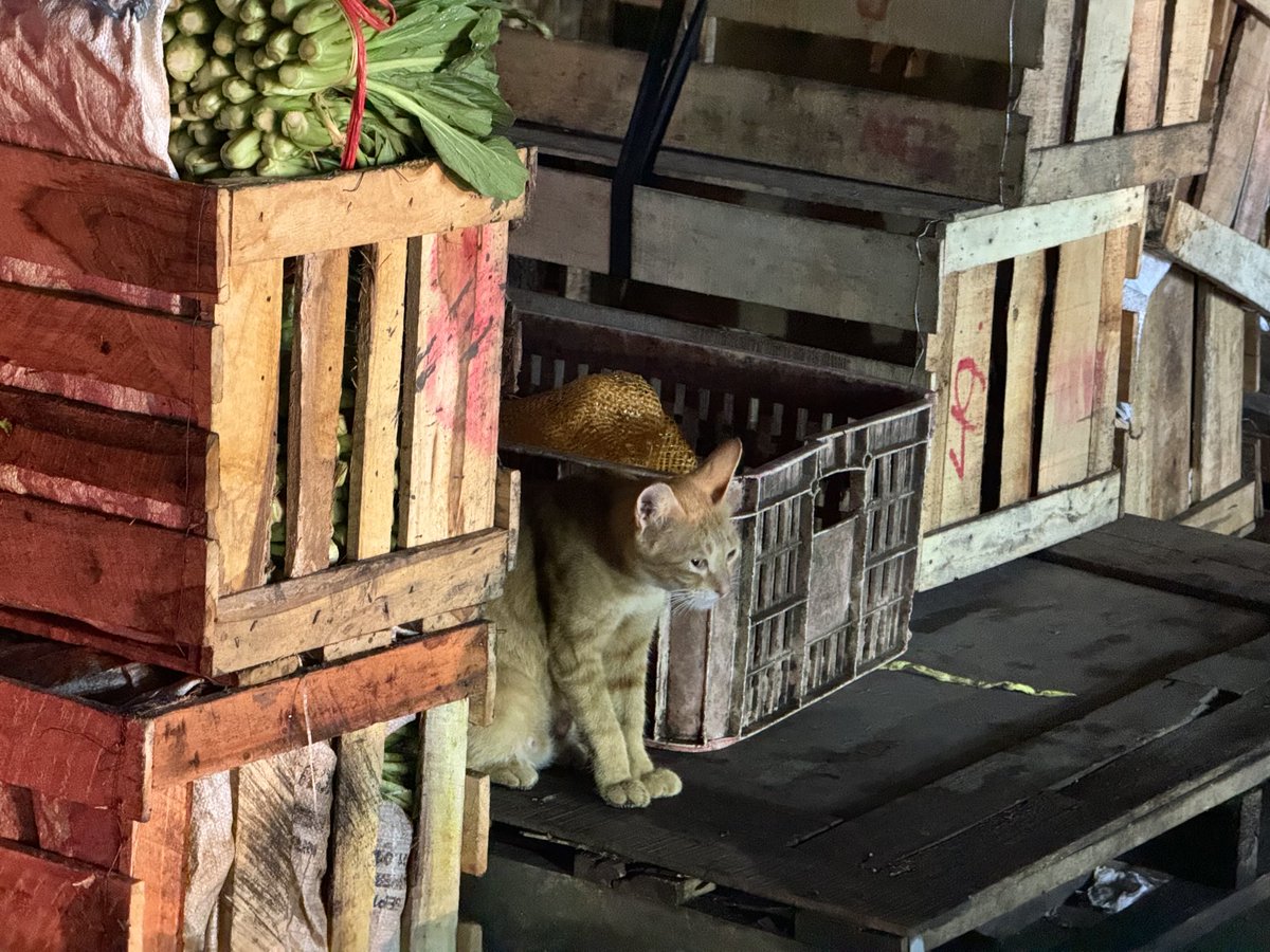 BLENDER SUSHI 🫶 X - 24/7 Blenderian tweet media