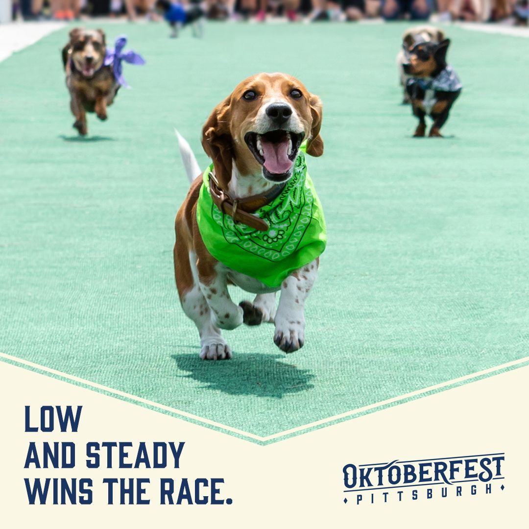 DowntownPitt's tweet photo. π£ Big News π£
Need another reason to attend Oktoberfest Pittsburgh? On Saturdays and Sundays, we will be hosting adorable dachshund races, sponsored by CLEAN Express Auto Wash. πΆπ
Register for this race and our other exciting activities β‘οΈ https://t.co/K1c3k0nSG7
#OKTPGH https://t.co/Sk1aAmEafn