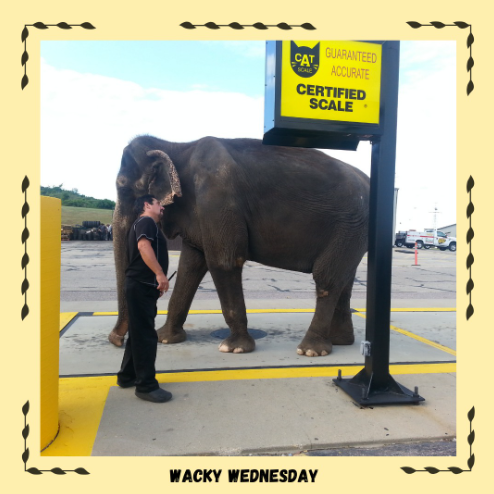 CAT Scale Company tweet media