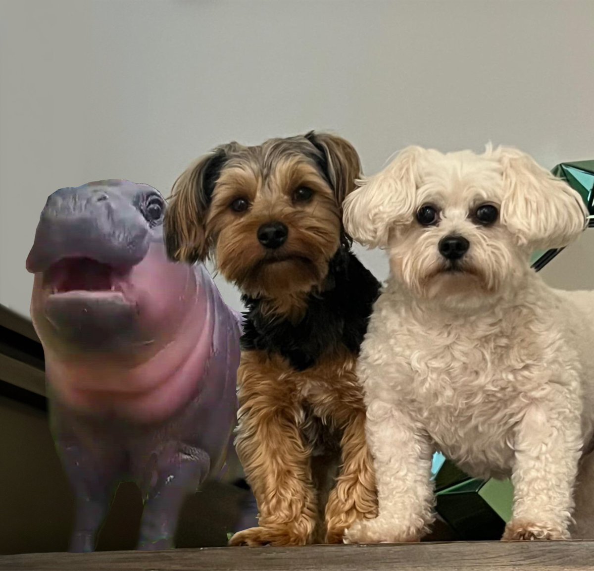 theh3podcast's tweet image. ✨H3 Show Is Now Going Liveee!

📒Today's Topics:
- Talking To Fidias About Ukraine
- Lunchly &amp;amp; Lunchables Tier List
- Why People hates Mkbhd's App
- Goofs &amp;amp; Gafs!

Watch here... youtube.com/live/T_9hll2HD…