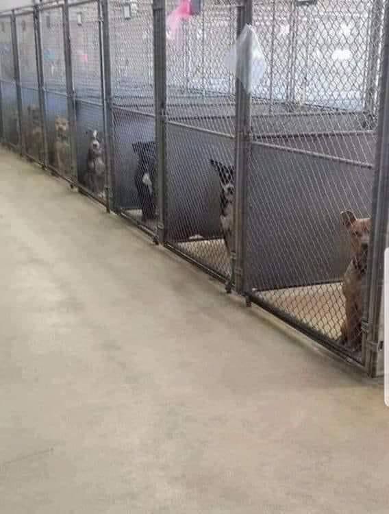 animal__passion's tweet photo. 𝘊𝘰𝘮𝘣𝘪𝘦𝘯 𝘥’𝘦𝘯𝘵𝘳𝘦 𝘷𝘰𝘶𝘴 𝘷𝘰𝘯𝘵 𝘱𝘢𝘳𝘵𝘢𝘨𝘦𝘳 𝘤𝘦 𝘱𝘰𝘴𝘵 ? 🙏❤

⚠️𝘭𝘦𝘴 𝘳𝘦𝘧𝘶𝘨𝘦𝘴 𝘥𝘦́𝘣𝘰𝘳𝘥𝘦𝘯𝘵...

𝘕'𝘢𝘤𝘩𝘦𝘵𝘦𝘻 𝘱𝘢𝘴, 𝘢𝘥𝘰𝘱𝘵𝘦𝘻...

𝘖𝘶𝘷𝘳𝘦𝘻 𝘷𝘰𝘵𝘳𝘦 𝘱𝘰𝘳𝘵𝘦 𝘦𝘵 𝘷𝘰𝘵𝘳𝘦 𝘤𝘰𝘦𝘶𝘳...💟𝘦𝘵 𝘧𝘢𝘪𝘵𝘦𝘴 𝘶𝘯 𝘩𝘦𝘶𝘳𝘦𝘶𝘹...😺🐶
