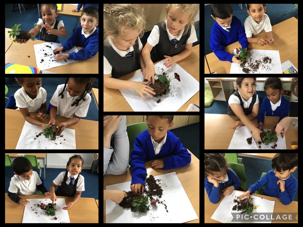 In science today we dissected plants to find the different parts. We found the roots, stem, leaves and flowers and learnt about each of their functions. We especially loved the feel of the roots! #SilasScience