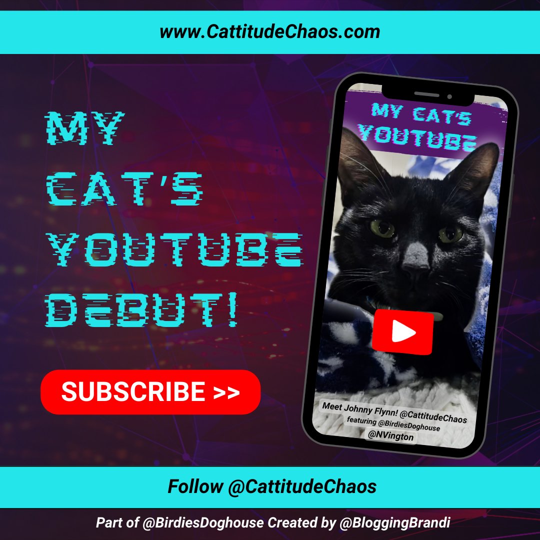 CattitudeChaos's tweet photo. 😻 [CAT VIDEO] My Cat's 1st YouTube Famous Video Debut! @CattitudeChaos  🐈‍⬛ WATCH 📲  https://t.co/Yn4xq4gtAz 
.
#Cattitude #CattitudeChaos #Cattiness #Cats  #CatInfluencer #AdoptDontShop #BlackCat #CatRescue #ChildlessCatLady #BirdiesDoghouse #CatVideos #CatLovers #BobTailCat https://t.co/V7SvnPXbTj