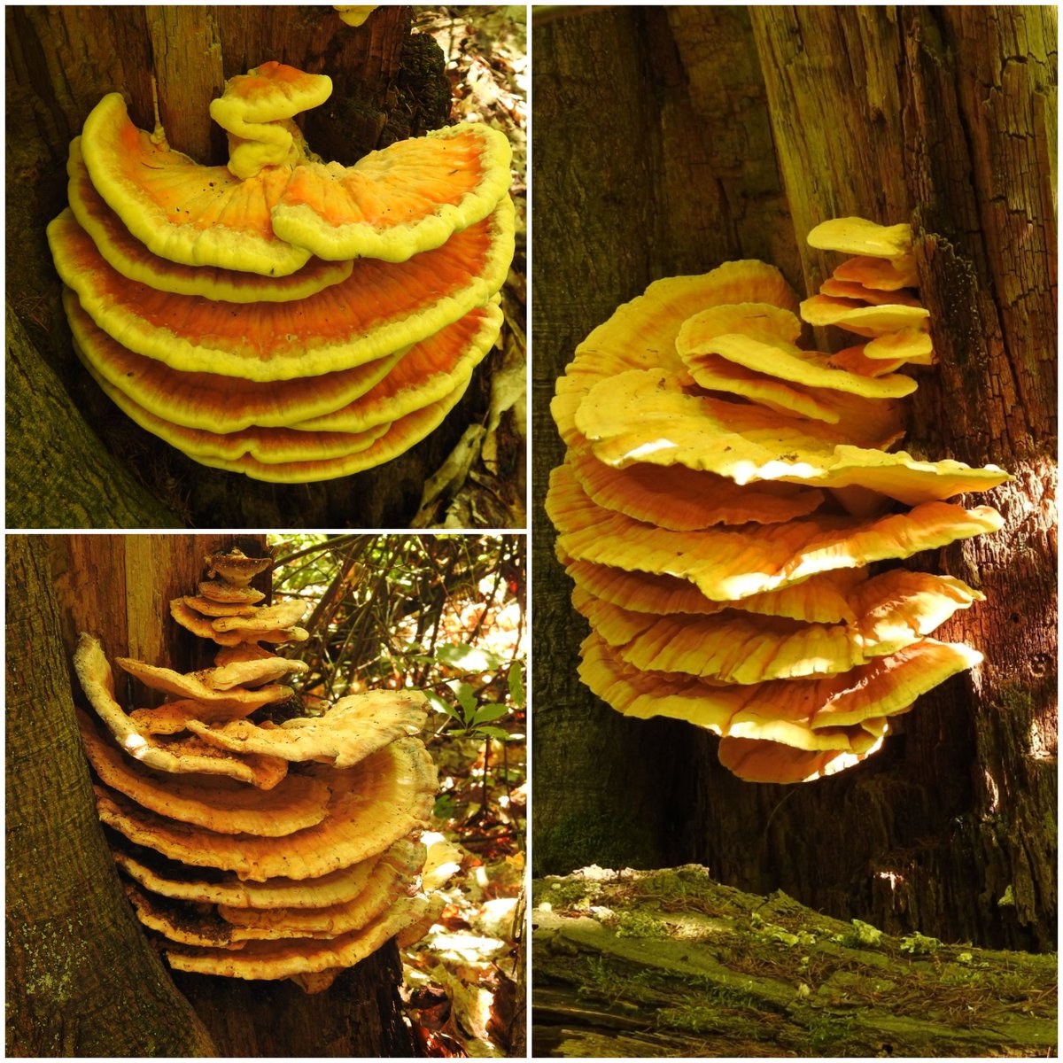 Janneke van der Wal tweet media