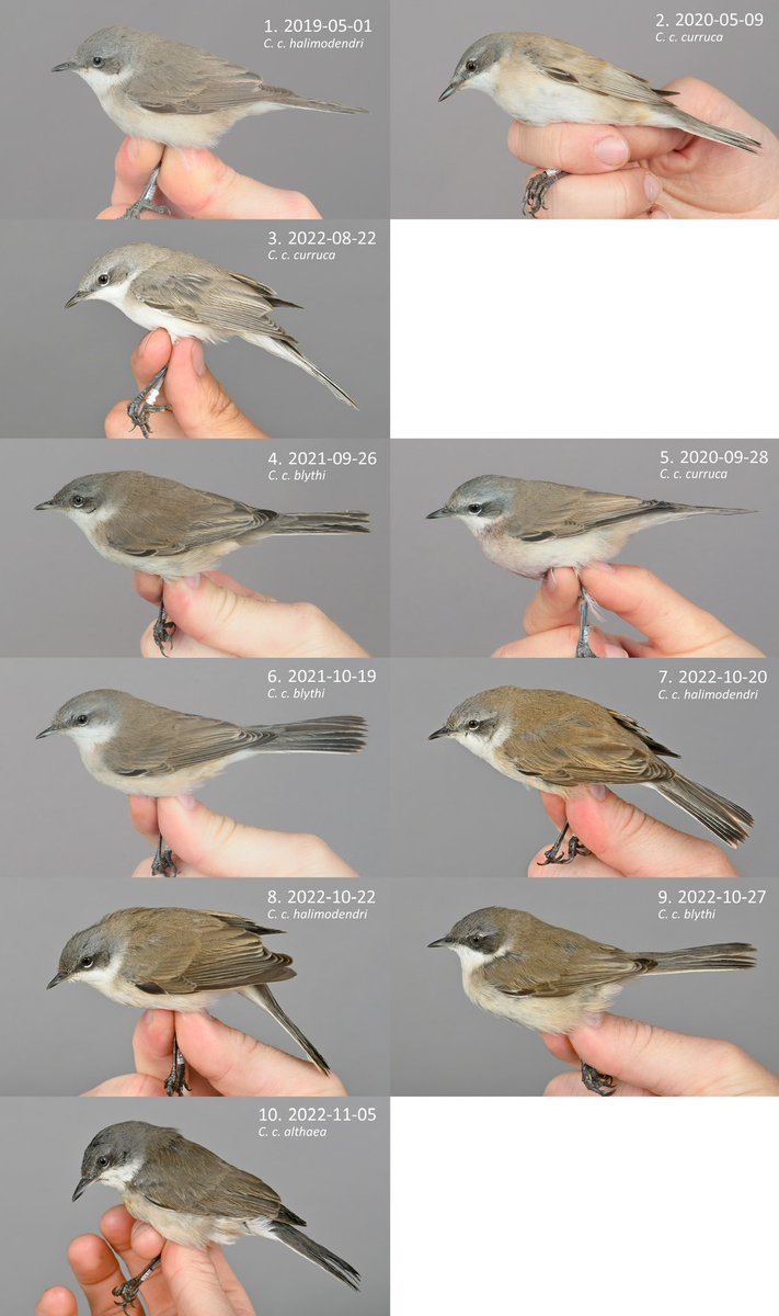 Results from a recent DNA-analysis of some odd Lesser Whitethroats from the last years was just returned. The star bird - a dark and heavy billed C. c. althaea - represents the third record for Europe! #ottenby #birdringing #birdbanding #birdmigration